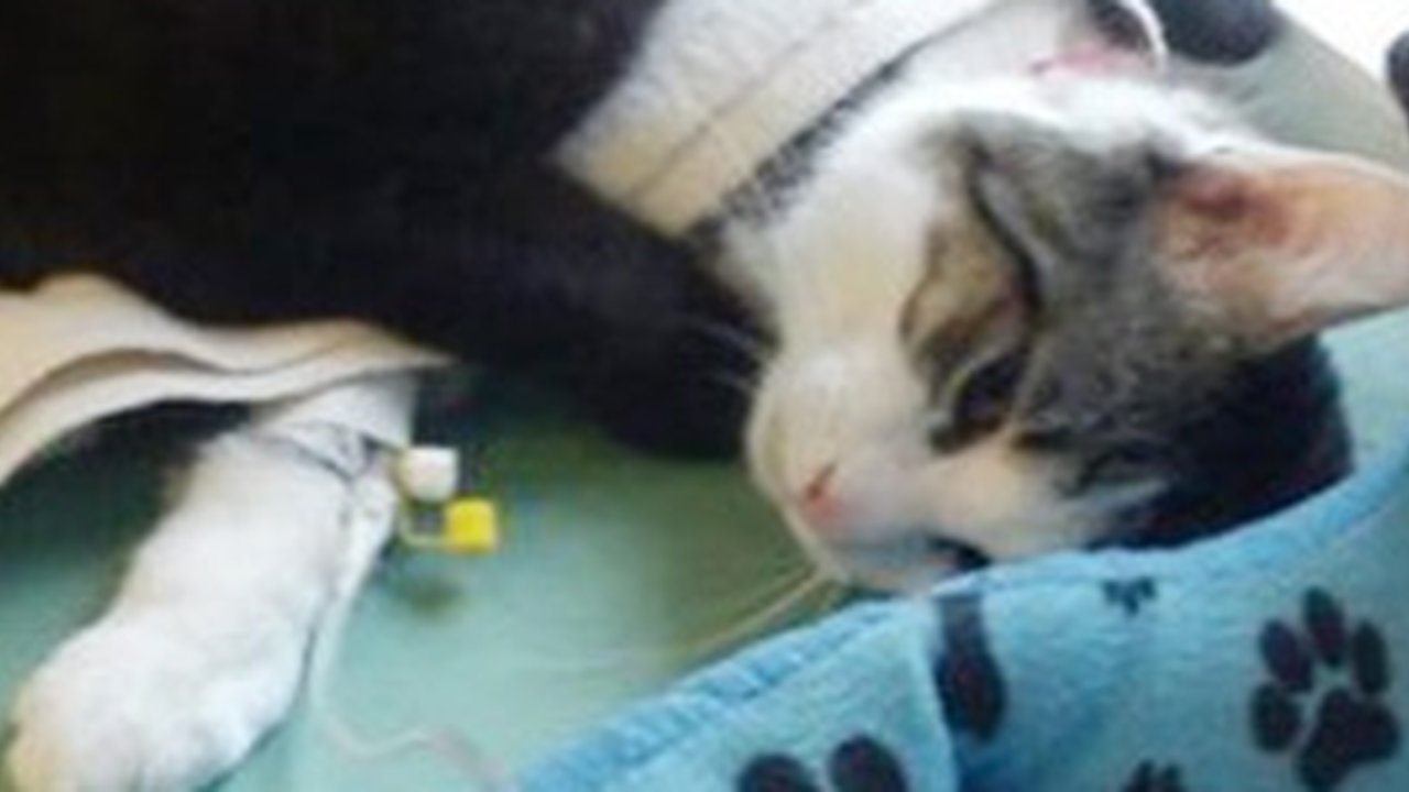 Di Rumah Sakit, Kucing Ini Jadi Perawat Hewan Lain