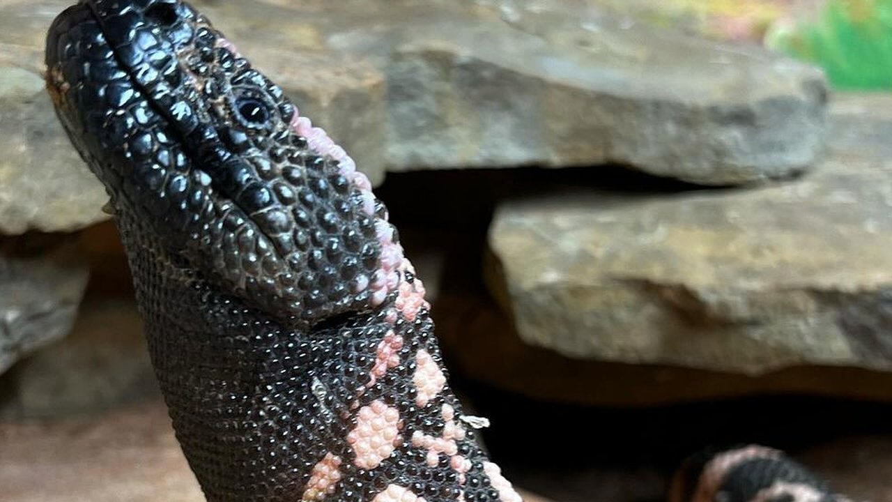 Foto seekor Monster Gila, kadal asal Amerika Utara yang berbisa dan mematikan. (dok. Instagram @madbioreptiles/https://www.instagram.com/p/C3GoeSyMEeG/?igsh=eG03YTN3MXBob3Ez/Rusmia Nely)