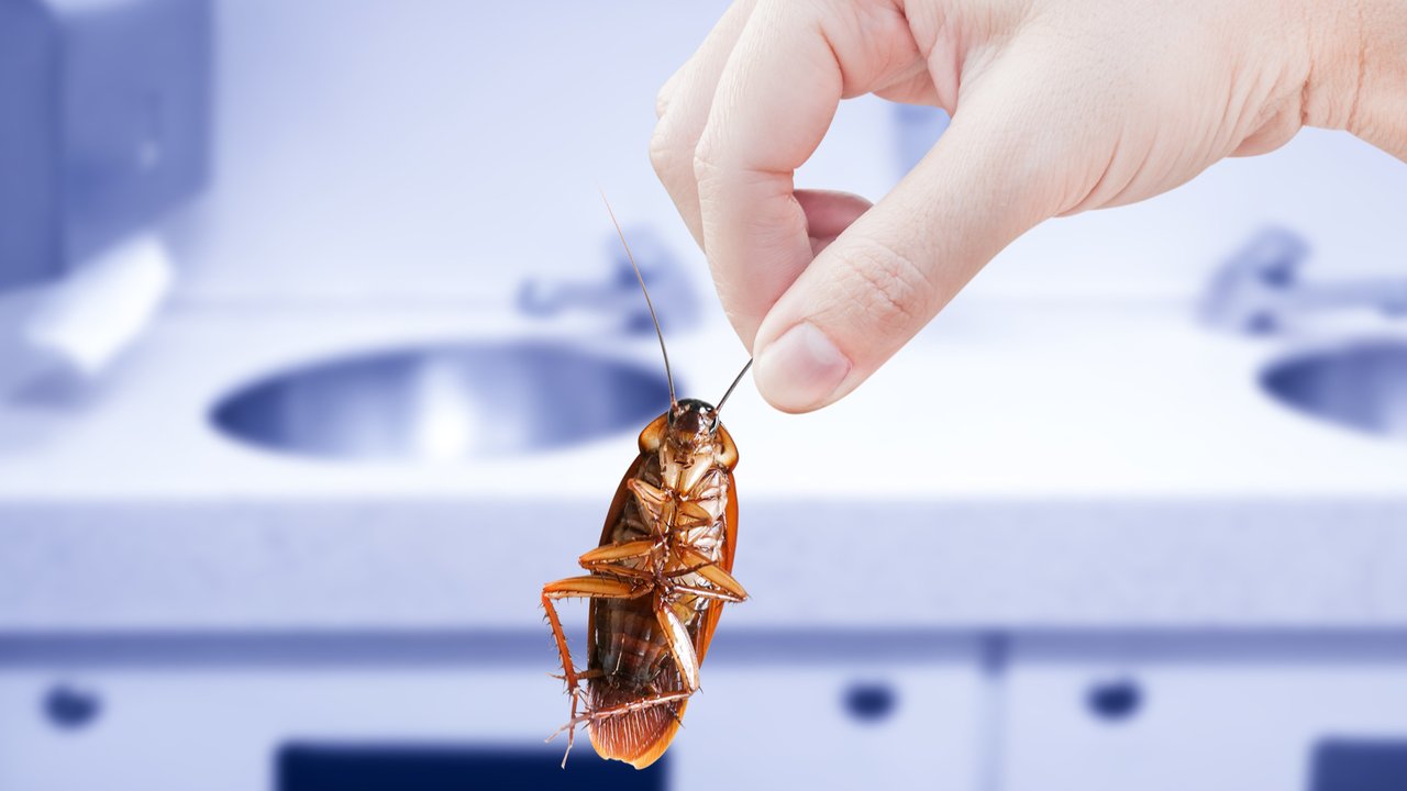 Ilustrasi kecoak di kamar mandi.