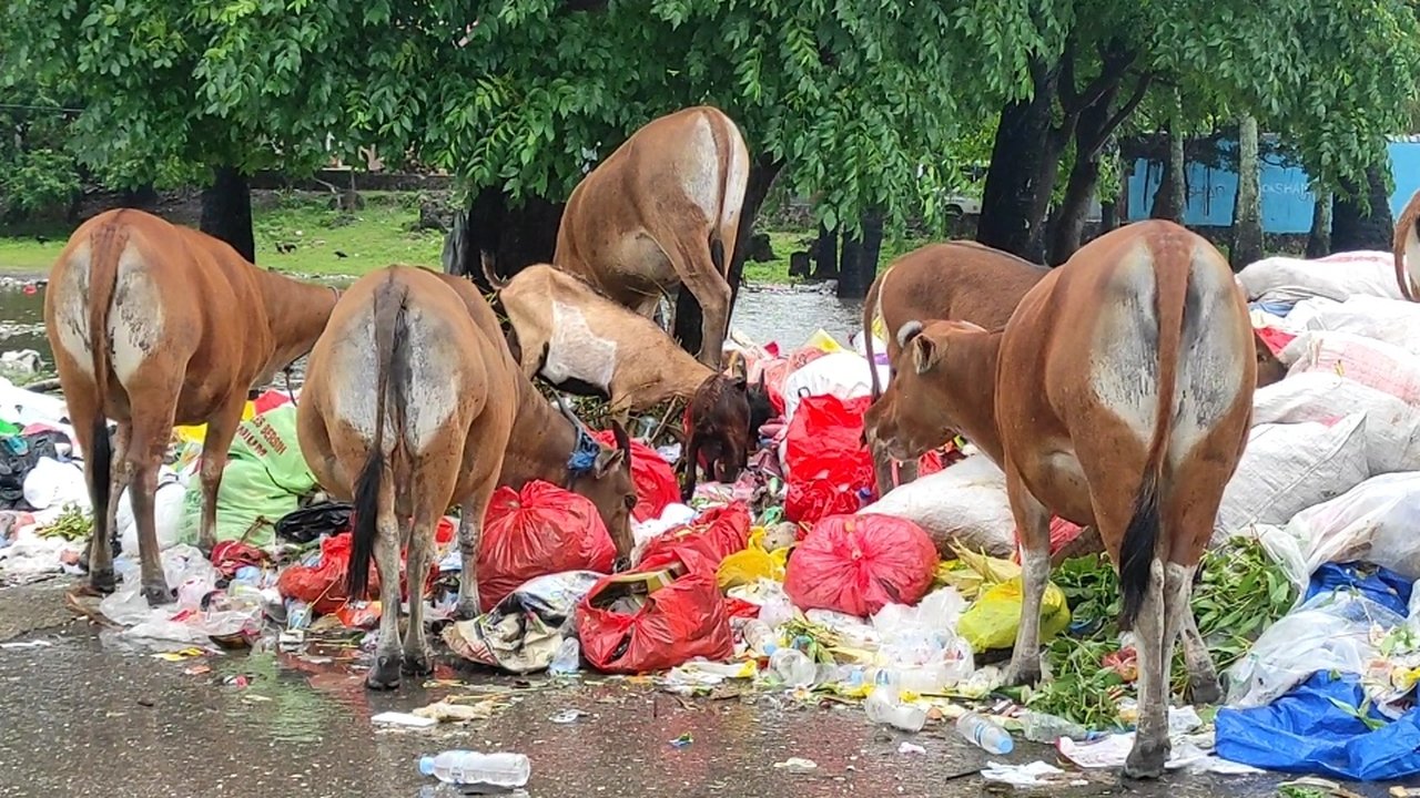 sampah berserakan di kupang
