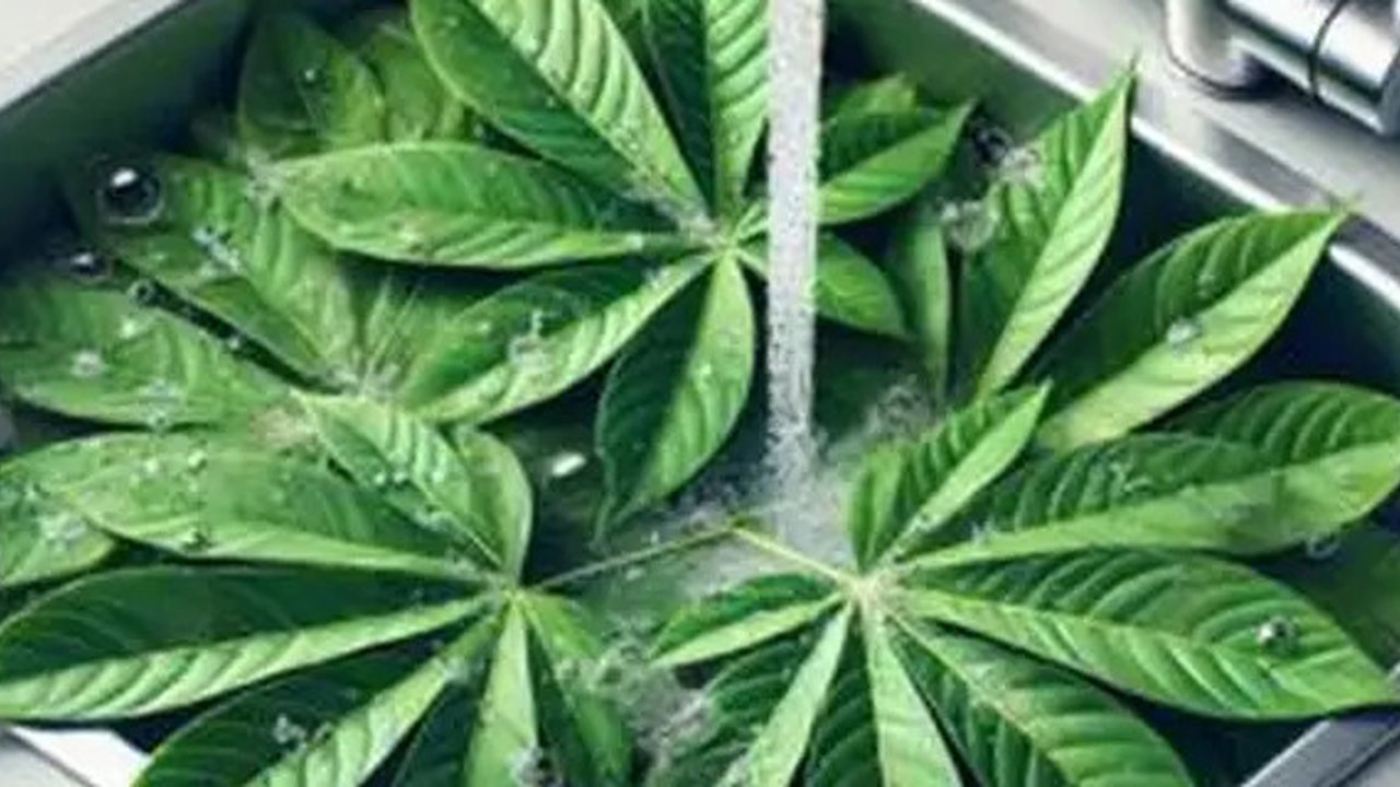 Daun Singkong by AI/ChatGPT