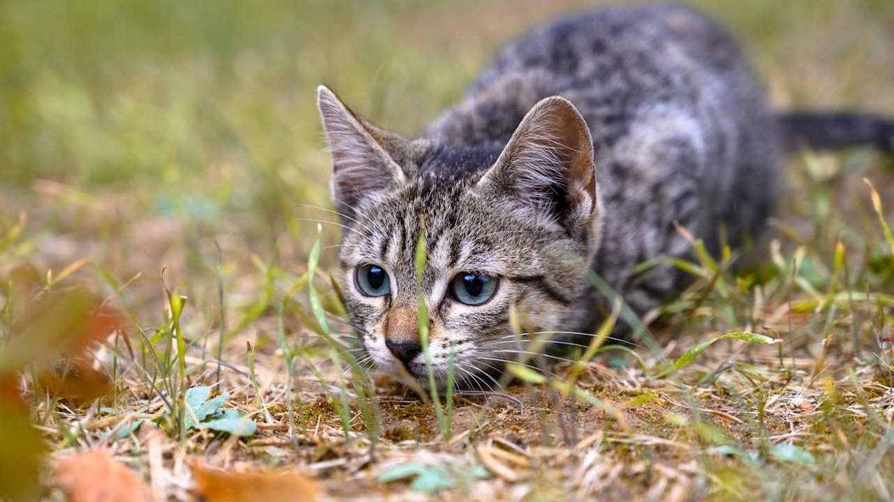 Kucing Berburu