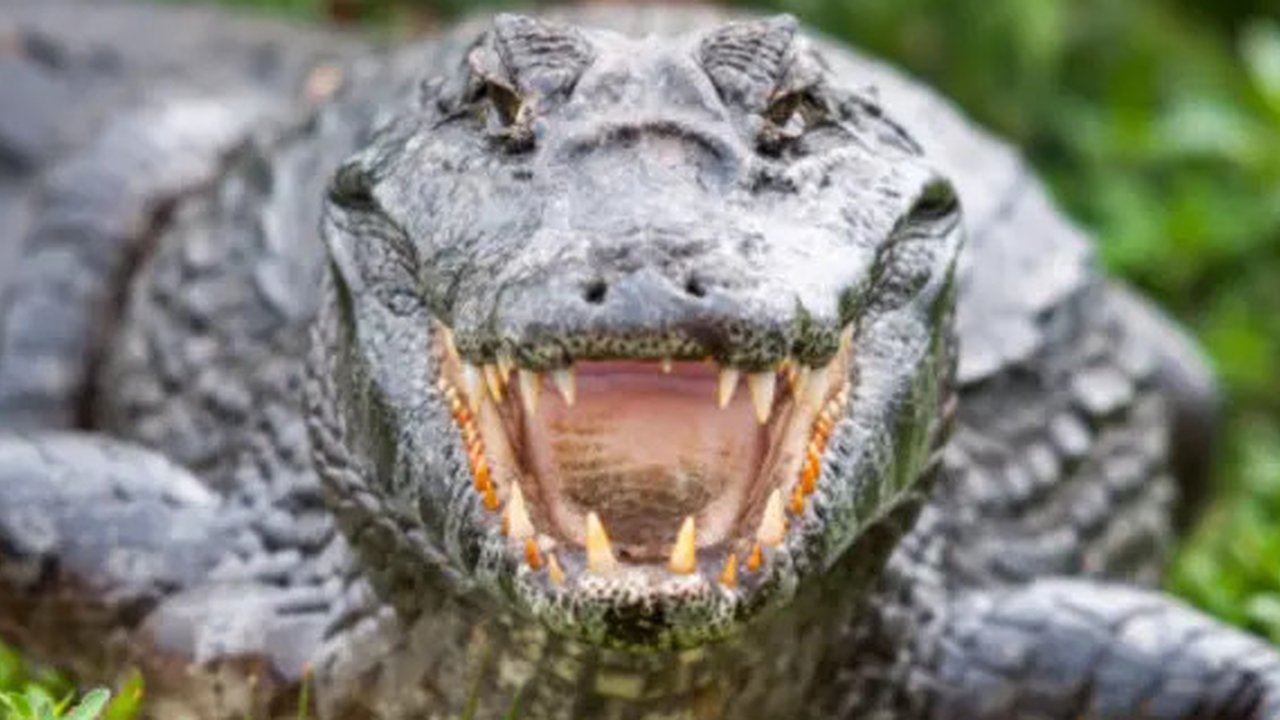 Cerita Pilu Ibu dan Anak di NTT Tewas Diterkam Buaya