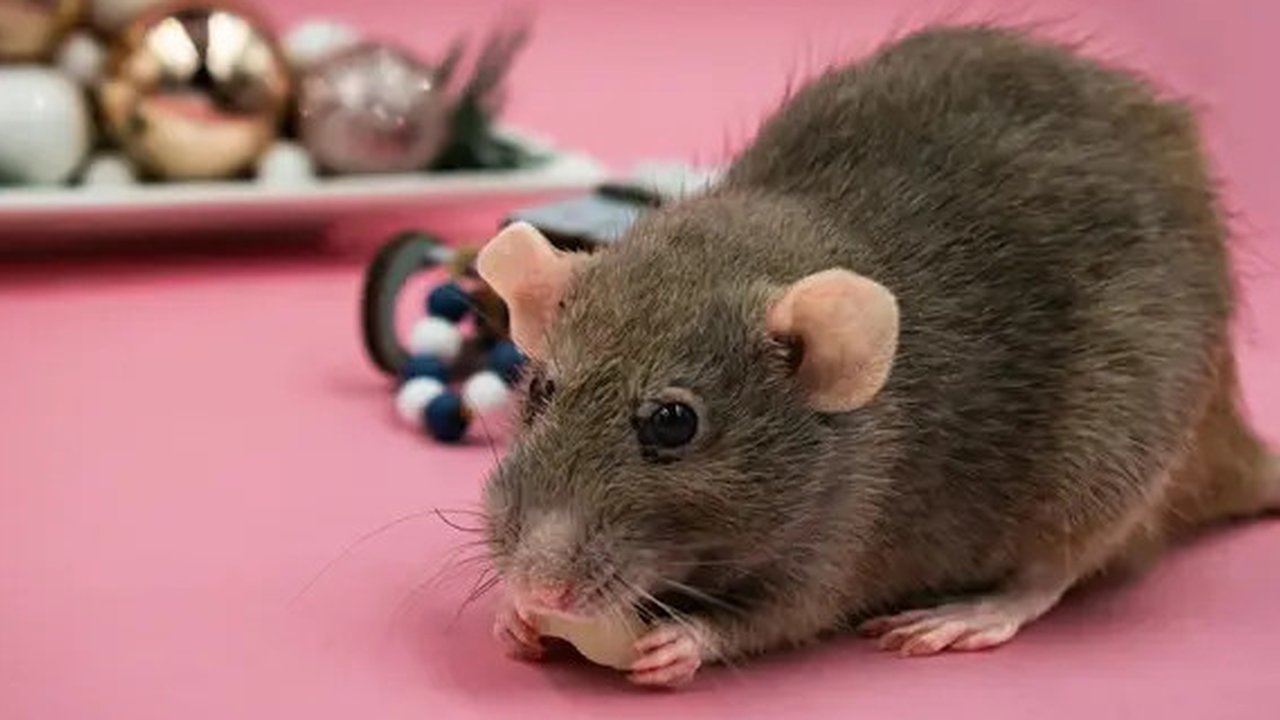 Cara mengusir tikus di rumah dnegan menggunakan bahan-bahan alami (pexels/nikiemmert)