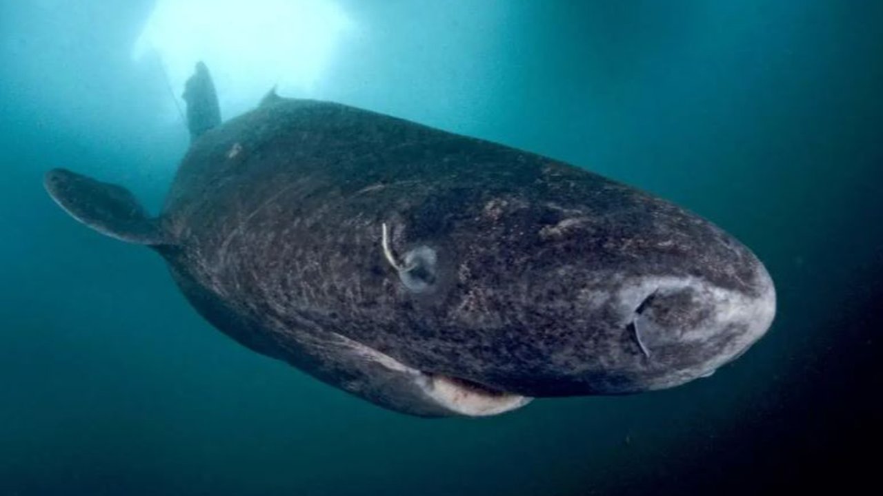 Ilmuwan Temukan Hiu Berusia 500 Tahun Masih Hidup, Jadi Hewan Paling Panjang Umur di Bumi