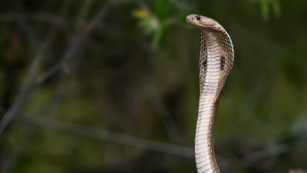 Ini Jenis Ular yang Dianggap Paling Cerdas