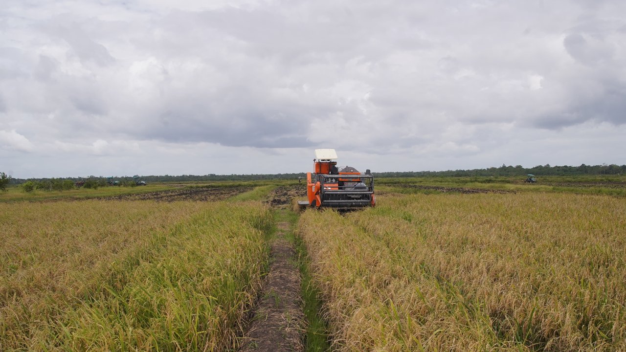 Produksi Beras Meningkat
