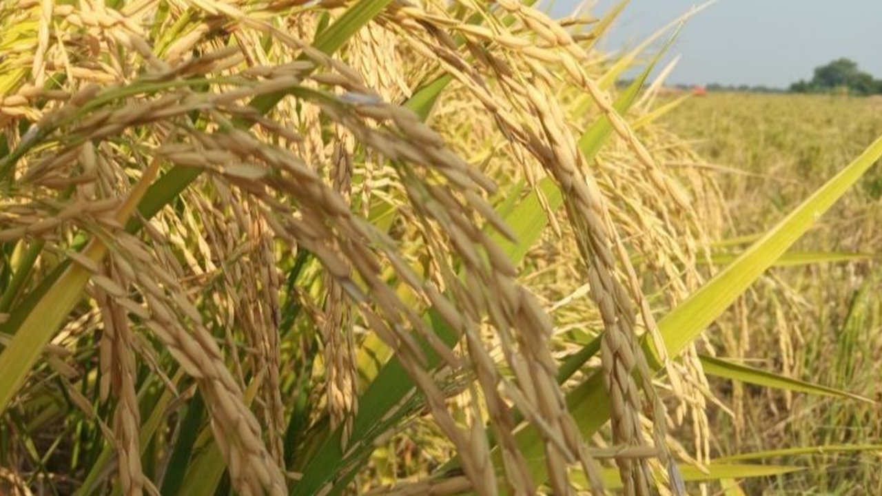 Bulog Cirebon siap serap gabah petani se-Cimajakuning dengan harga Rp6.500/kg sesuai regulasi terbaru,  menargetkan penyerapan hingga 212 ribu ton beras untuk stabilisasi harga pangan.