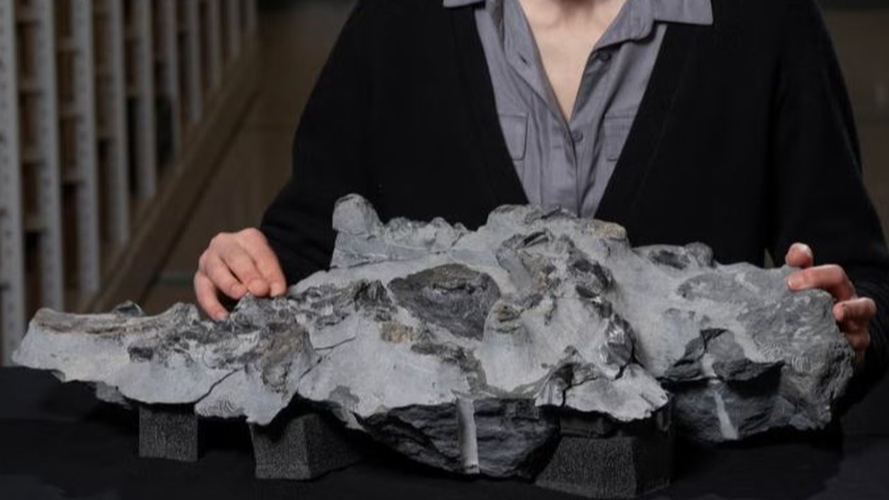 Ilmuwan Gali Fosil Dinosaurus Sebesar Kuda Poni di Tebing, Hidup Sekitar 166 Juta Tahun Lalu