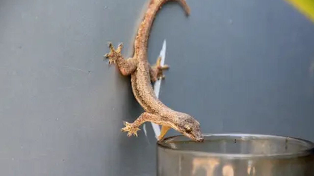 Cara Mengusir Cicak