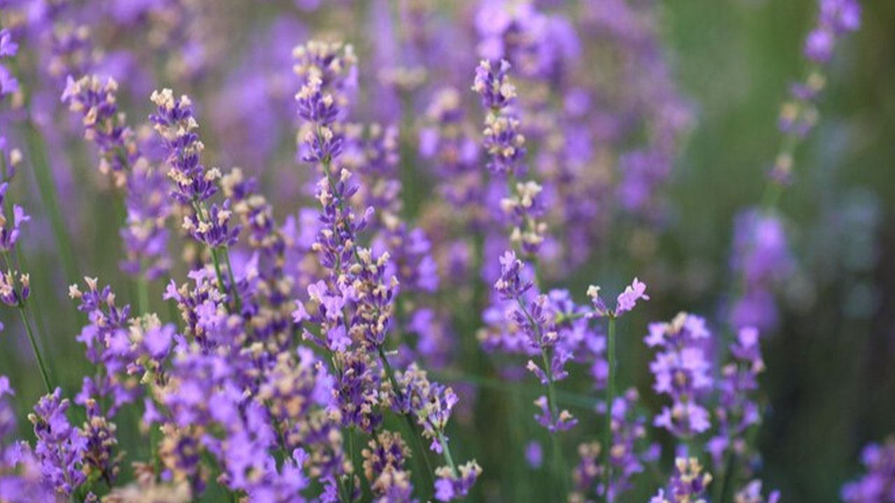 Teh Lavender