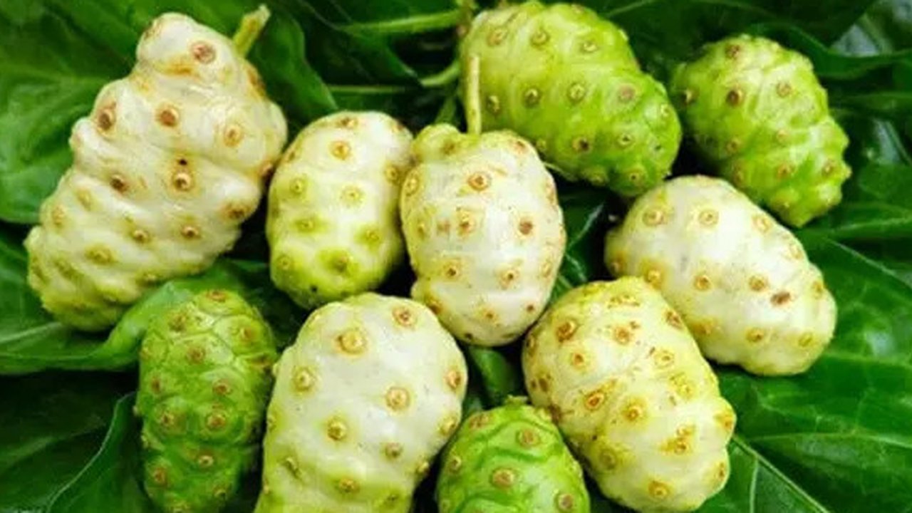 buah mengkudu (credit: Shopee/AIRIN_SHOP1008)