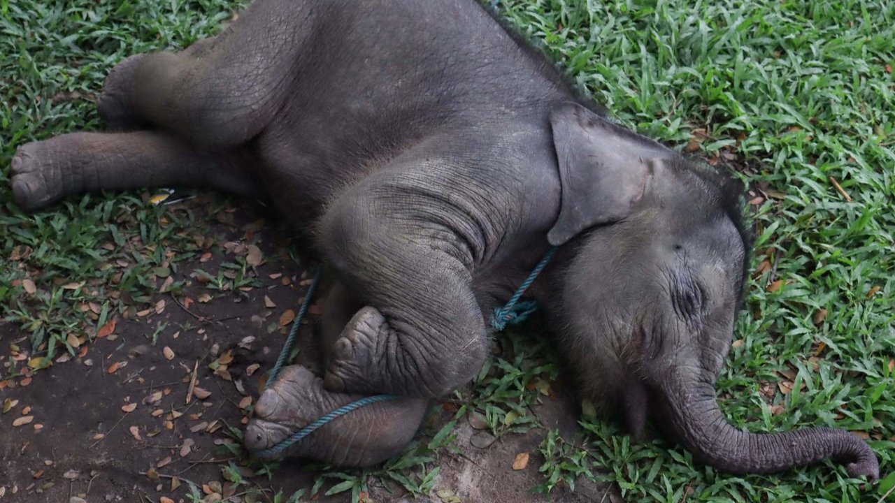Seekor gajah Sumatera jantan berusia dua bulan yang dirawatdi Pusat Pelatihan Gajah Minas, Riau, pada 11 Maret 2025. Bayi gajah itu diselamatkan setelah tersesat di permukiman warga diduga karena terpisah dari induknya.