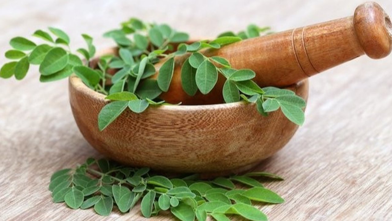 Khasiat Daun Kelor