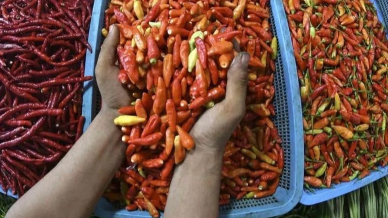 Pedagang menata cabai rawit dagangannya di pasar Cibubur, Jakarta, Rabu (6/12/2023). (Liputan6.com/Herman Zakharia)