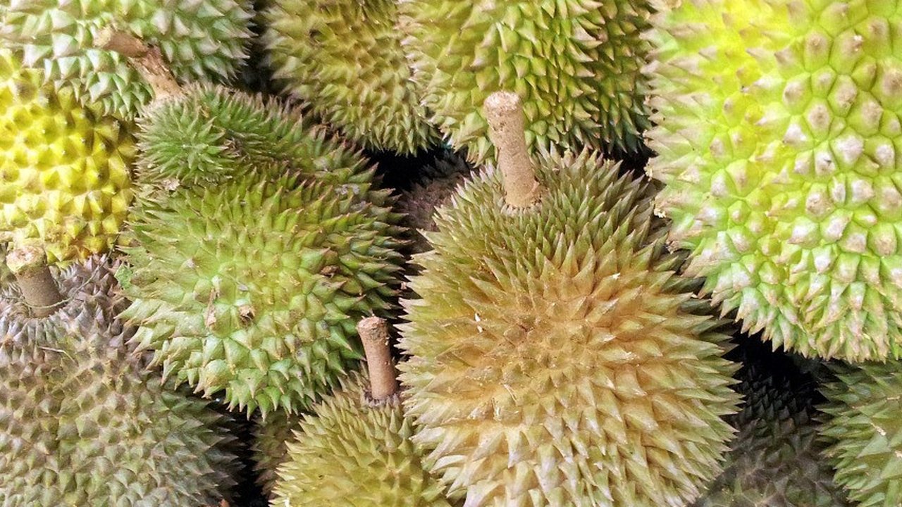 Ilustrasi buah durian. (Pixabay.com/PublicDomainPictures)
