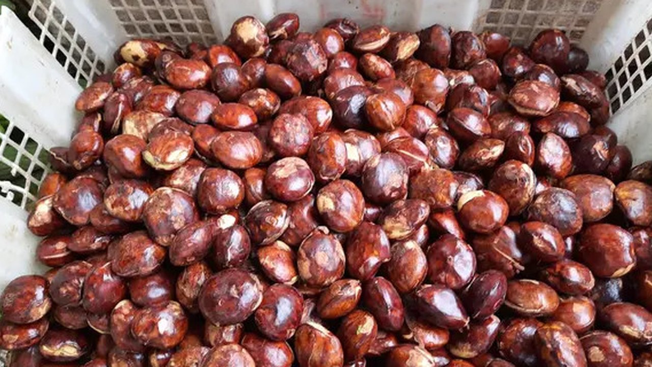 Teruji! Cara ini bisa menghilangkan bau saat buang air kecil setelah menyantap jengkol (Foto: Liputan6.com/ Vinsensia Dianawanti)