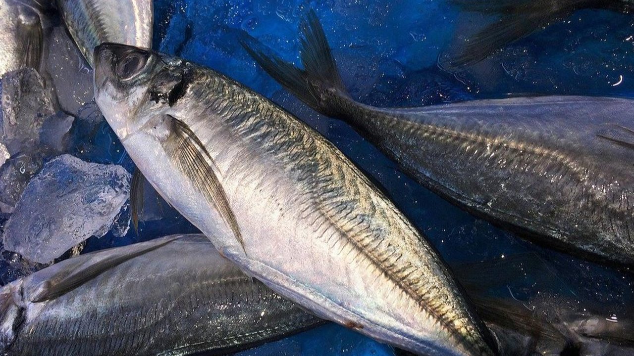 Ikan Tinggi Protein