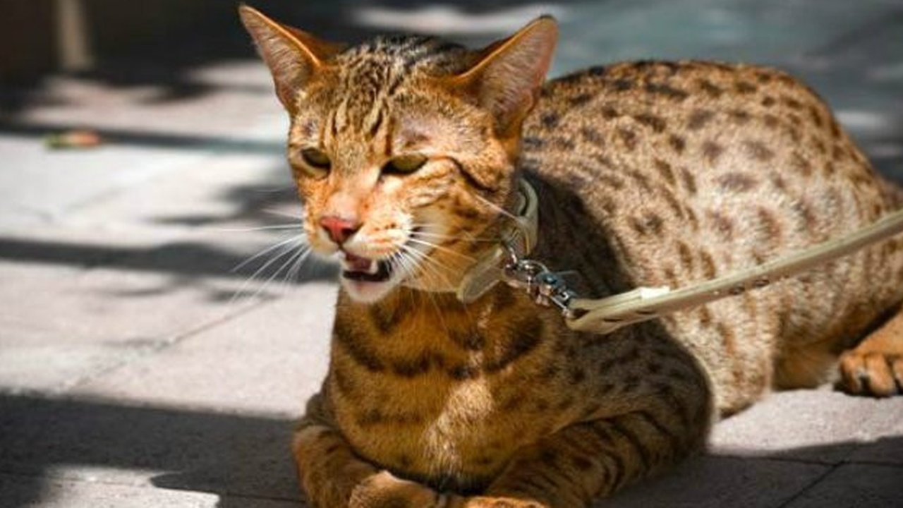 ini Kucing Termahal di Dunia dengan Harga Fantastis, Hampir Rp2 Miliar per Ekor