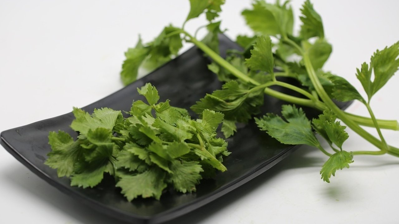 Ilustrasi Bumbu Dapur, Daun Seledri