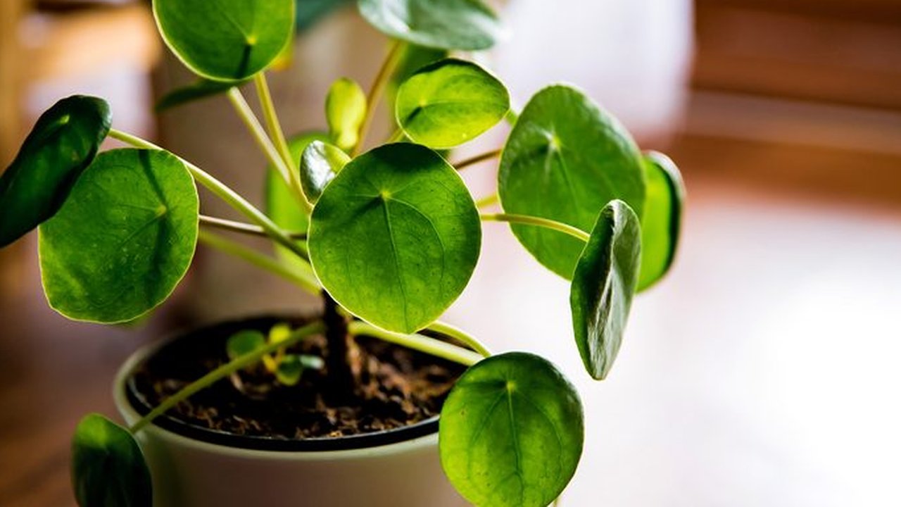 Chinese Money Plant