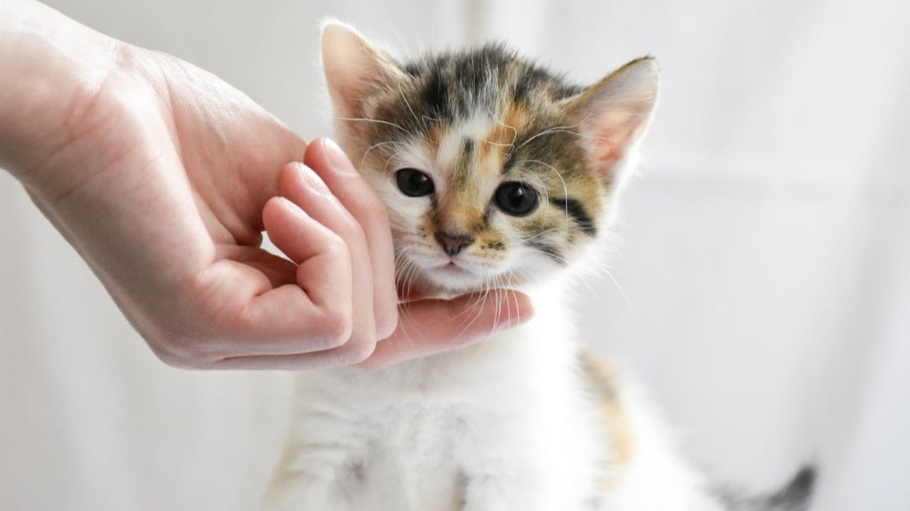 Memelihara Kucing