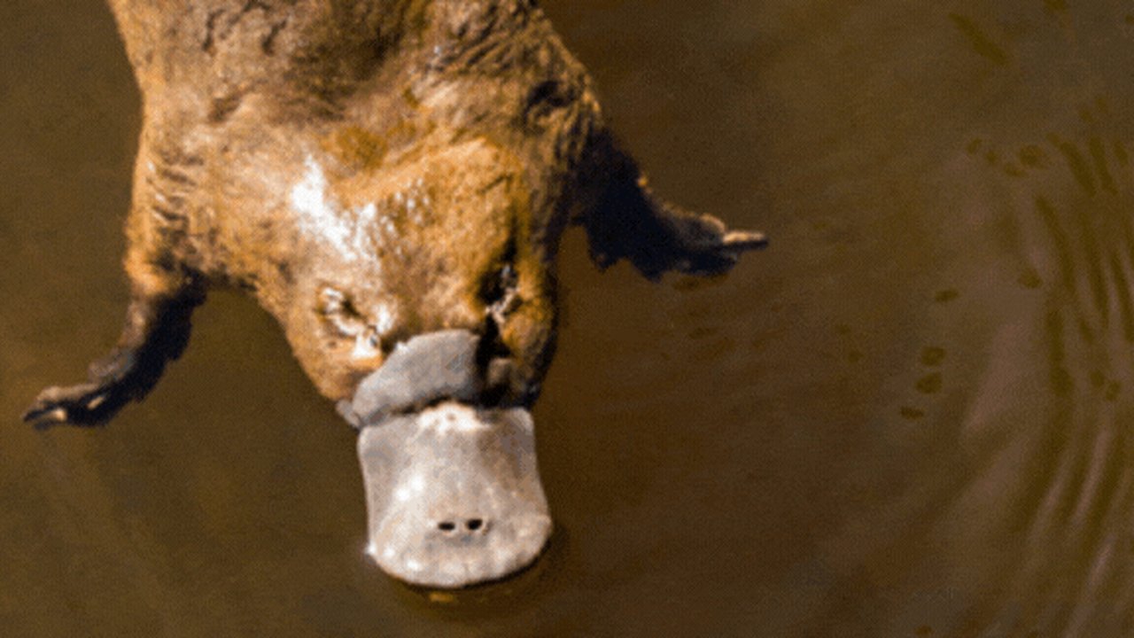 Unik, 9 Hewan Ini Tidak Punya Gigi untuk Mengunyah Makanan