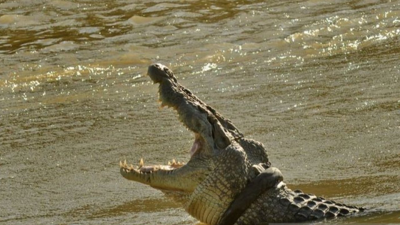 Kronologi Bocah lagi Asyik Mancing Tiba-Tiba Diterkam Buaya, Sampai sekarang Masih Hilang