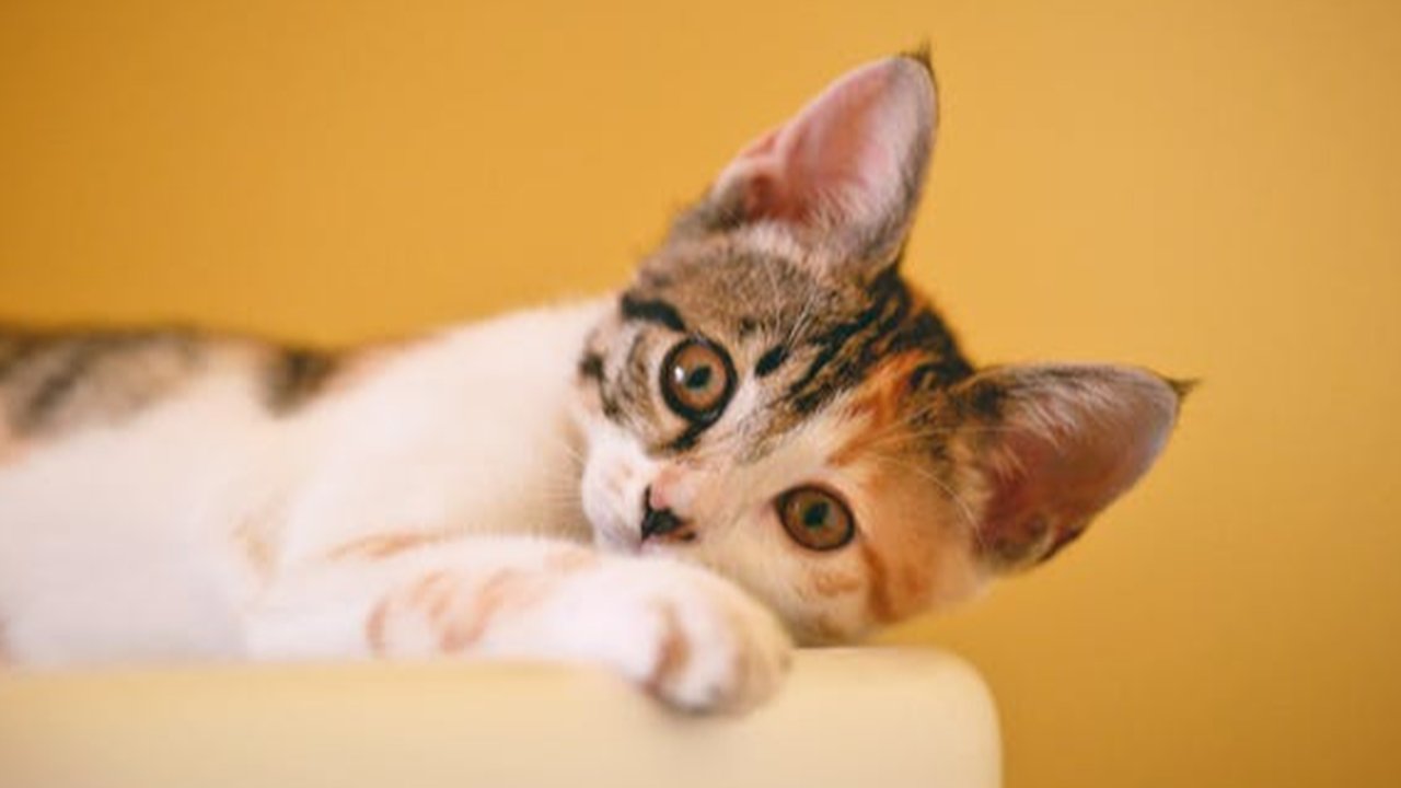 Ilustrasi Kucing Kembang Telon