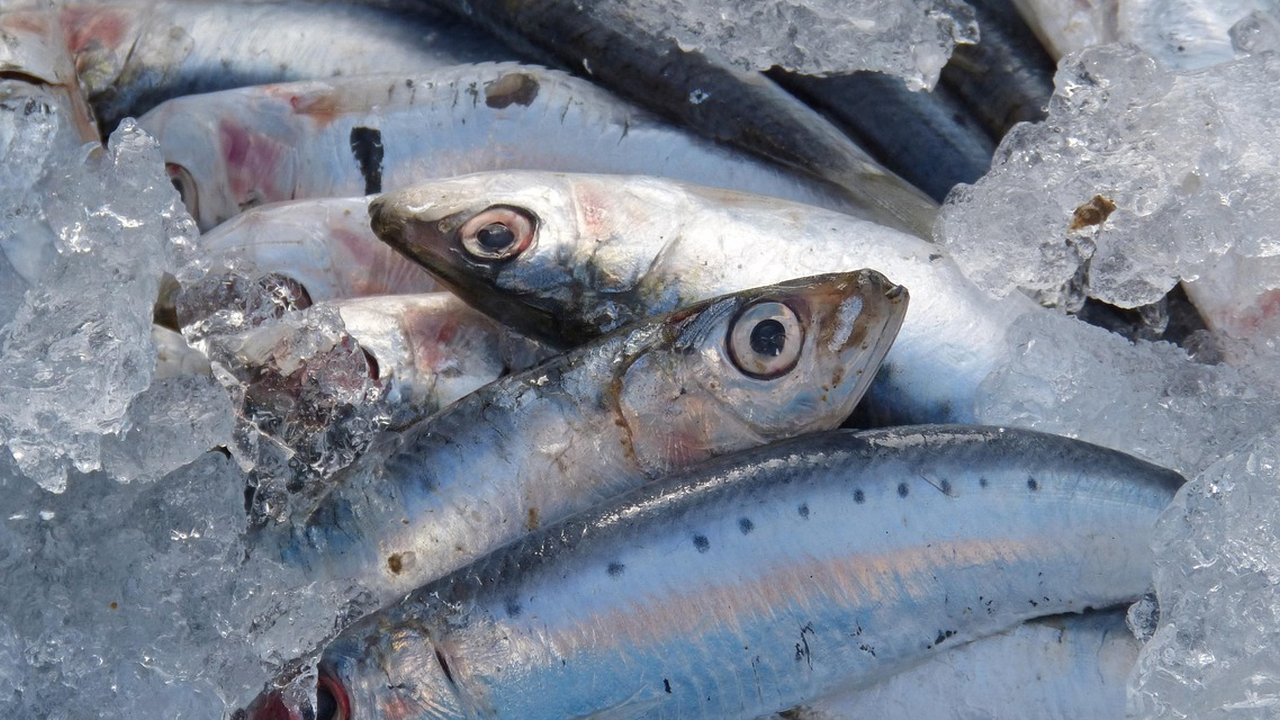 Ilustrasi Ikan Sarden Segar