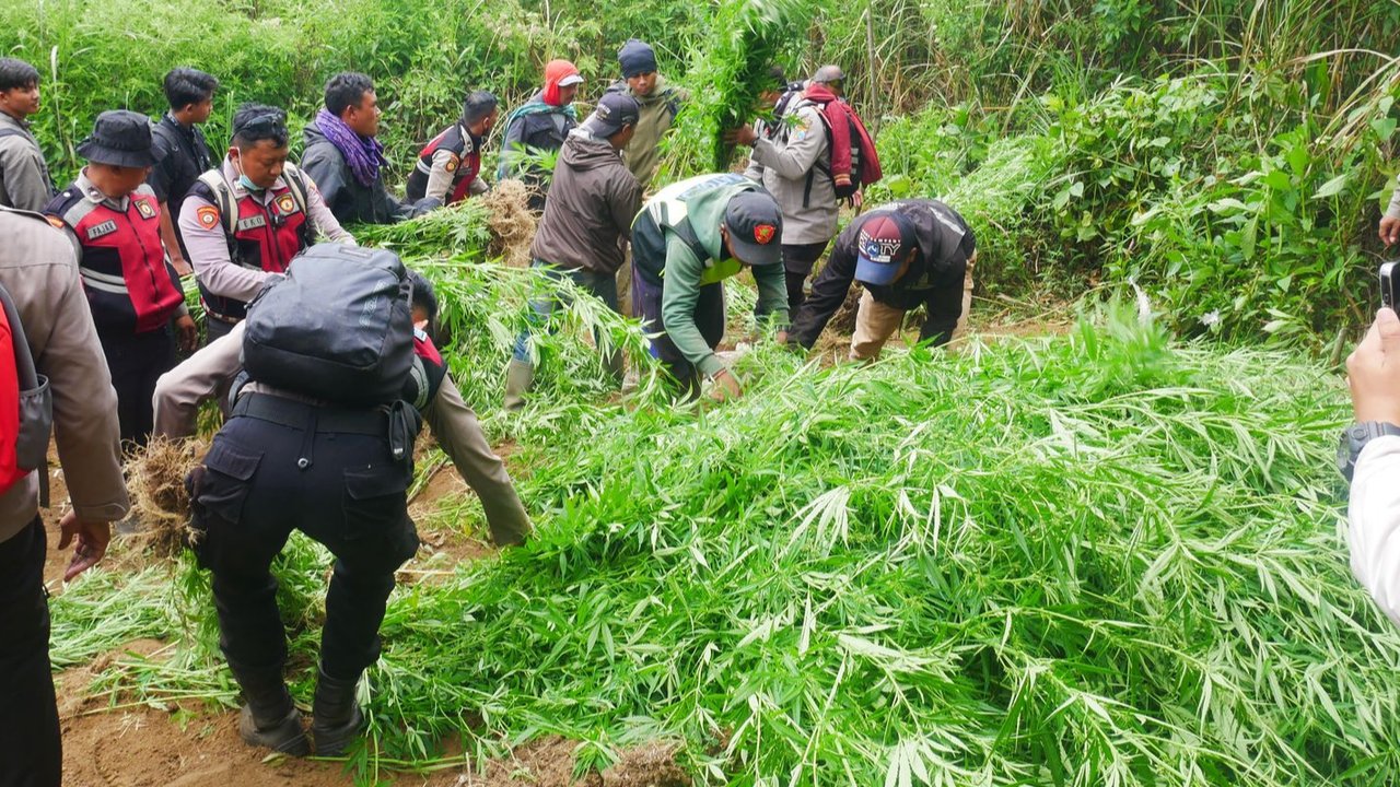 Menguak Sosok Edi, Otak di Balik Ladang Ganja di Taman Nasional Bromo Tengger Semeru