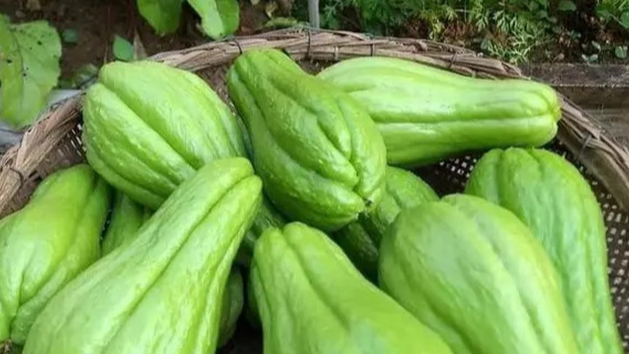 sayur labu siam (credit: Pinterest/Fitri octaviani/labu baby)