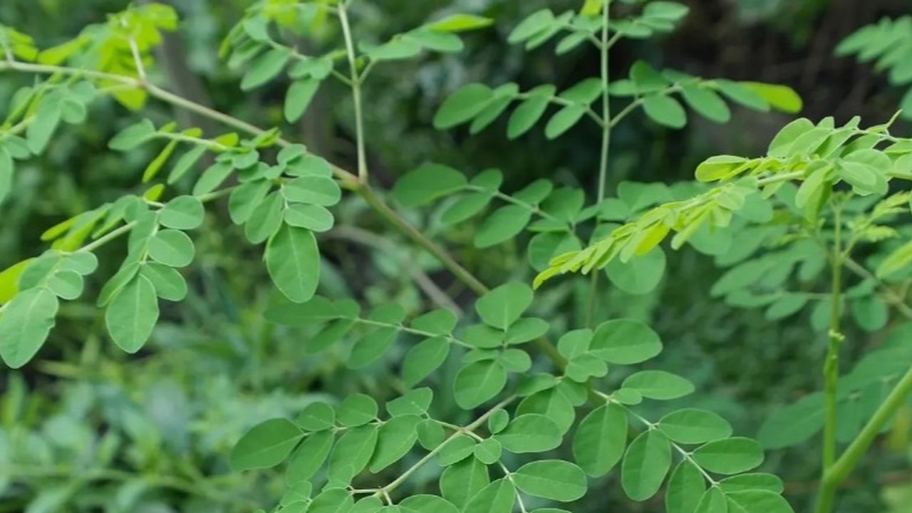 Daun Kelor