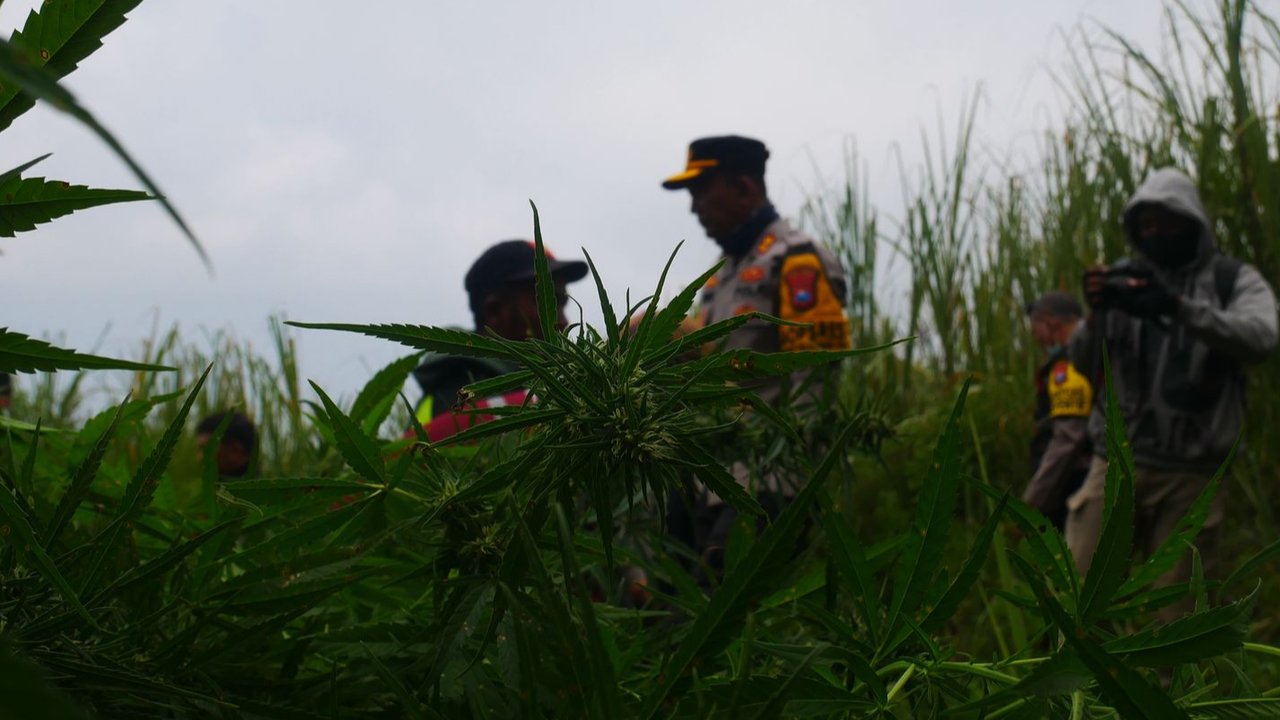 Begini Awal Mula Penemuan Ladang Ganja di Taman Nasional Bromo Tengger Semeru