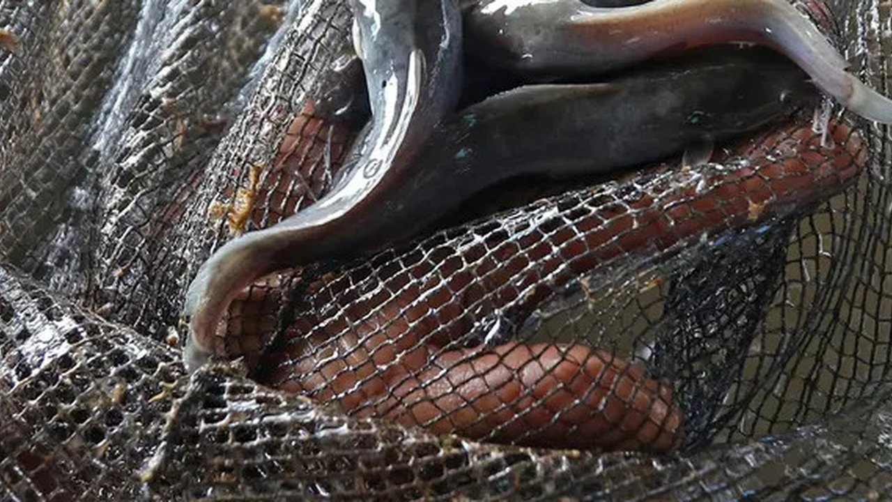 Cara membersihkan ikan lele, bebas lendir dan bau amis (Herman Zakharia/Liputan6)