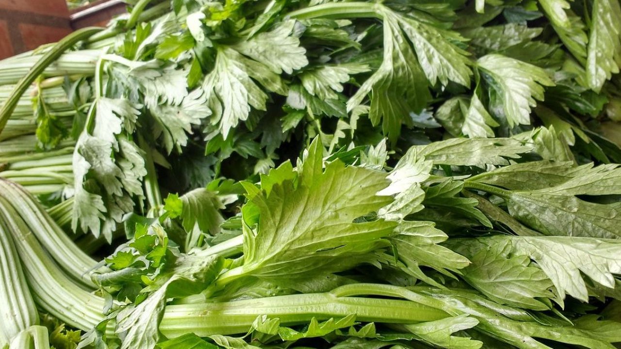 Manfaat Merebus Daun Seledri untuk Darah Tinggi, Cara Tepat Agar Hasilnya Maksimal