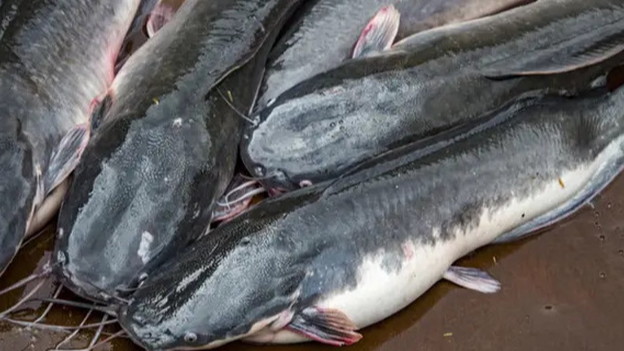 (Foto: TikTok @neng_aisy1)