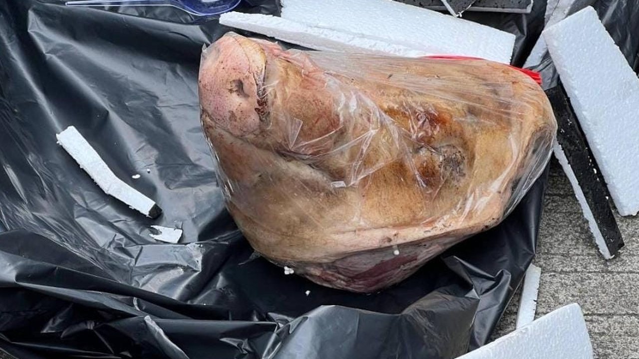 Teror Kepala Babi ke Tempo, TB Hasanuddin Sebut Intimidasi Jurnalis Tak Bisa Ditolerasi