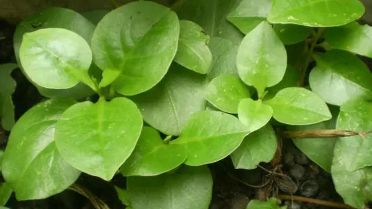 Daun binahong sangat baik untuk kesehatan. Diantaranya adalah sebagai obat luka luar.