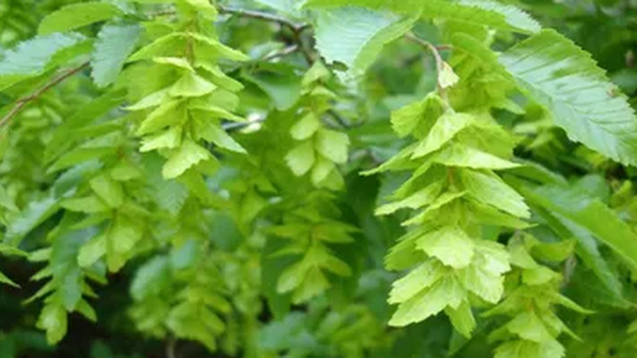 Tanaman Akar Kucing untuk Kesehatan Tubuh