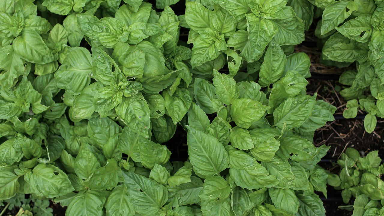 Rebusan Daun Kemangi dapat Mengontrol Tekanan Darah Tinggi