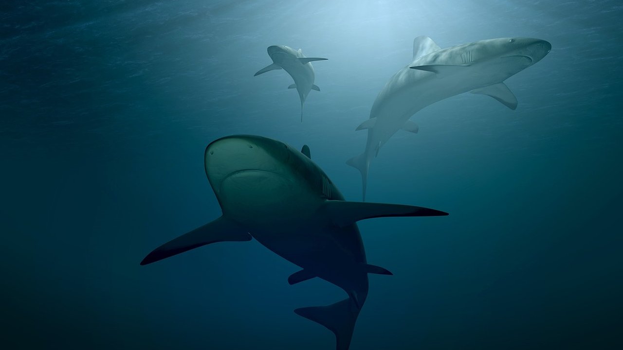 Ilmuwan Dikejutkan Aksi Gurita Berselancar Menempel di Punggung Hiu