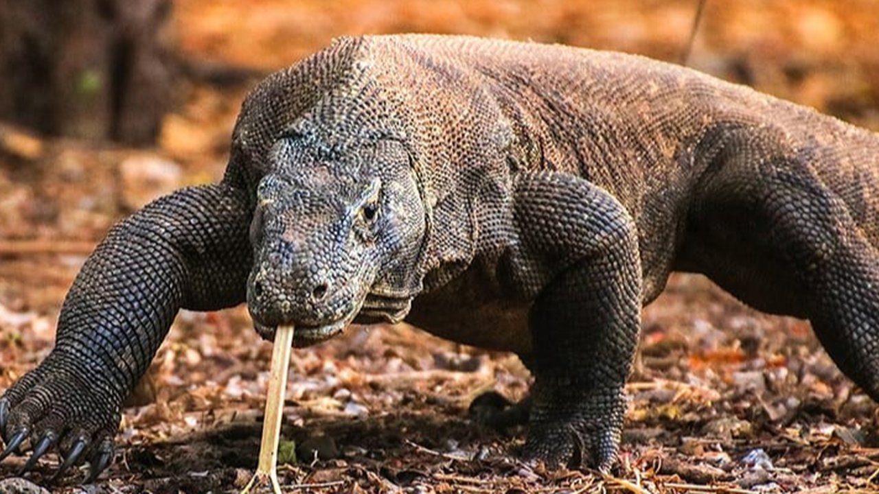 Daftar Hewan Purba yang Masih Hidup di Indonesia: Ada Ikan yang Banyak Dipelihara Bapak-Bapak