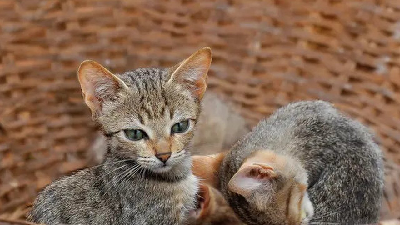 Ilustrasi anak kucing/credit: unsplash.com/balogun