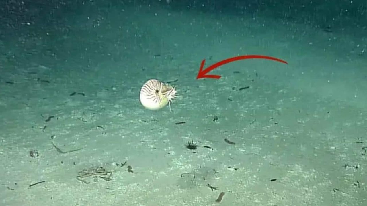 Apa Hewan Purba Pertama yang Ada di Bumi? Ini Tanda-Tanda Menurut Sains