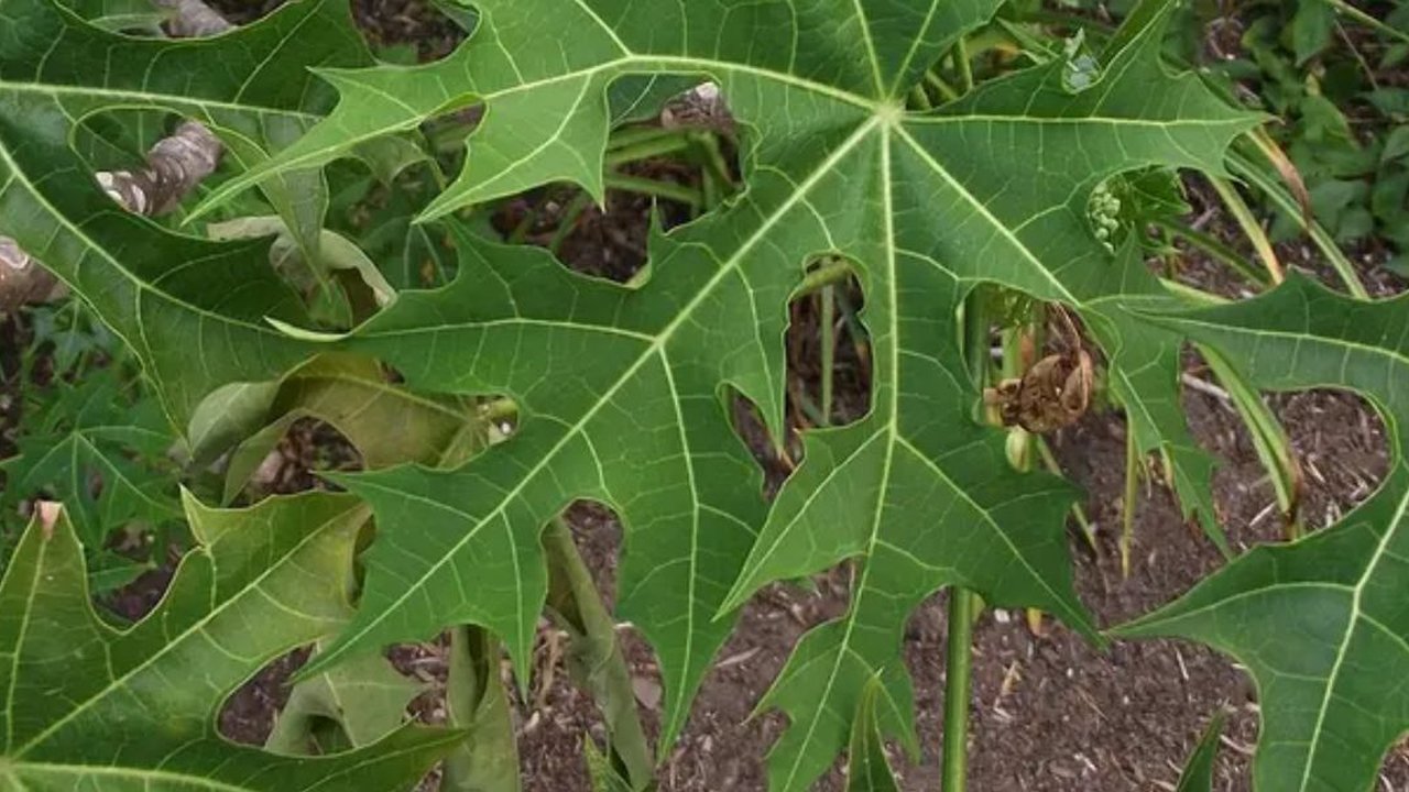 Daun Pepaya Jepang (By Tortie tude - Own work, CC0, https://commons.wikimedia.org/w/index.php?curid=27882144)