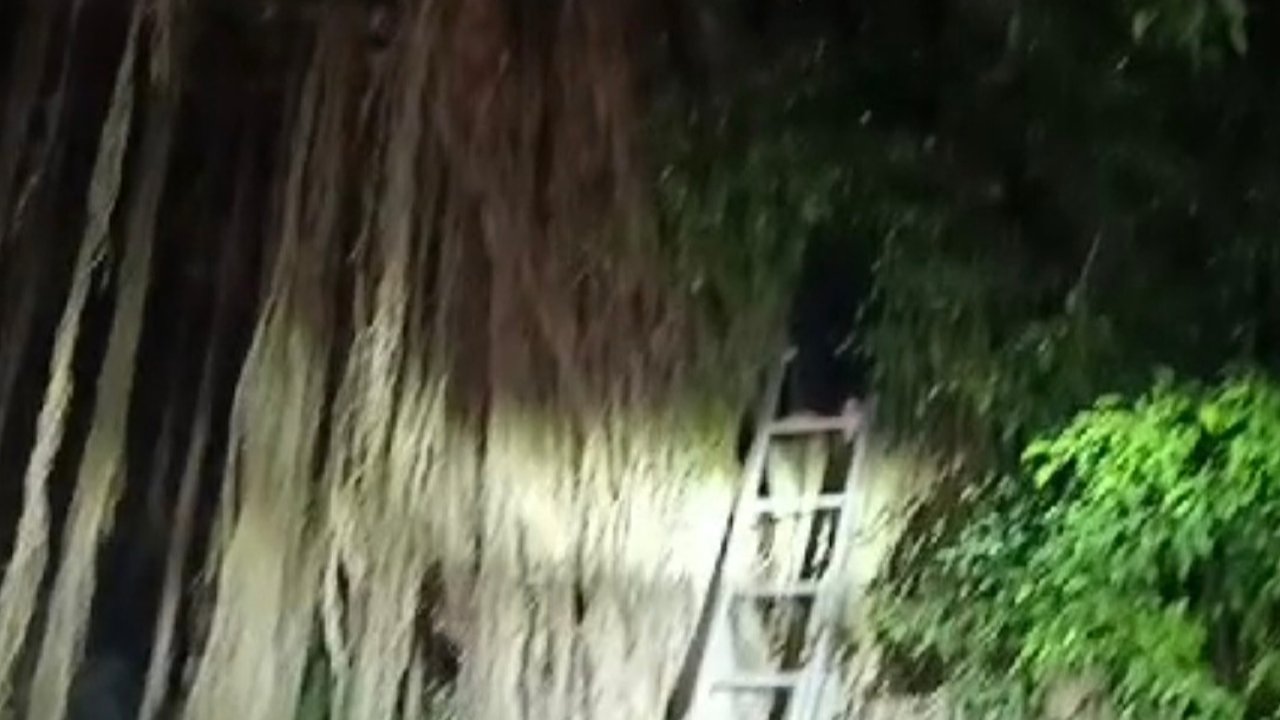 Pemuda Ditemukan di Atas Pohon Beringin Besar