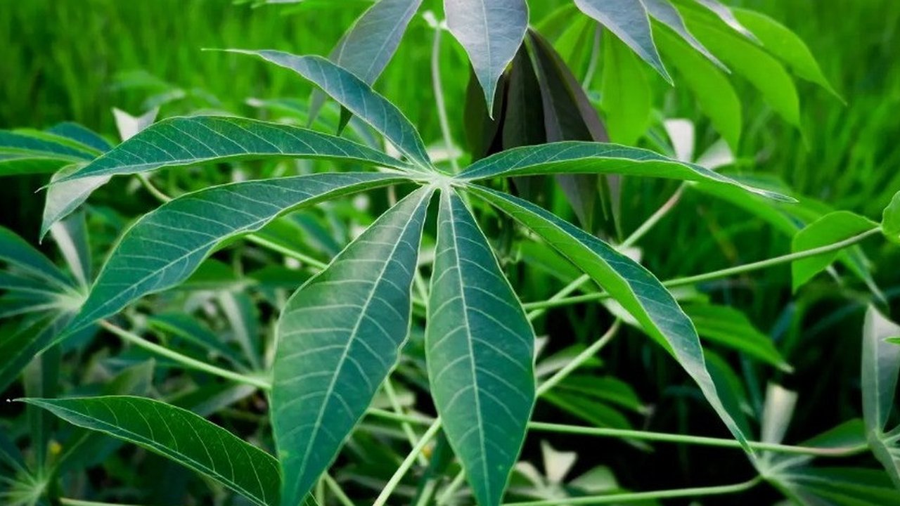 Ilustrasi Daun Singkong (Sumber: Ibrahim Hasan dari Pexels)