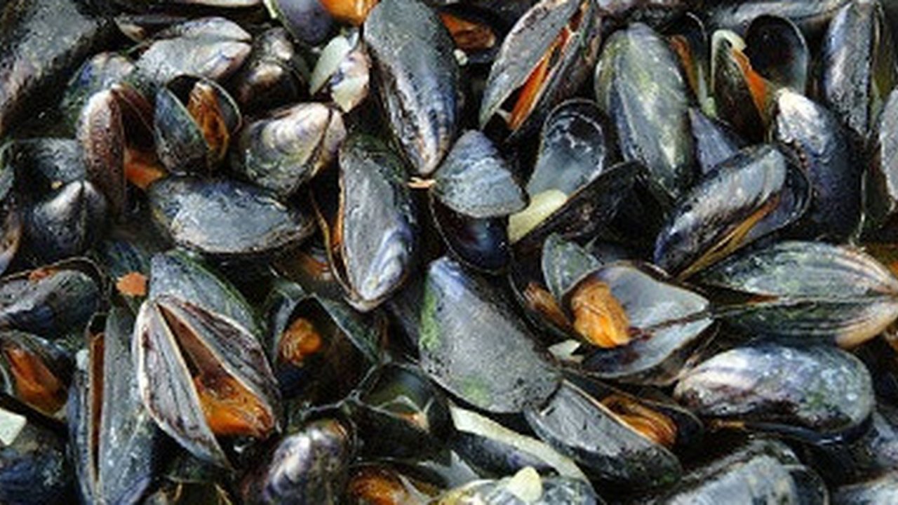 ilustrasi kerang. (iStockphoto)