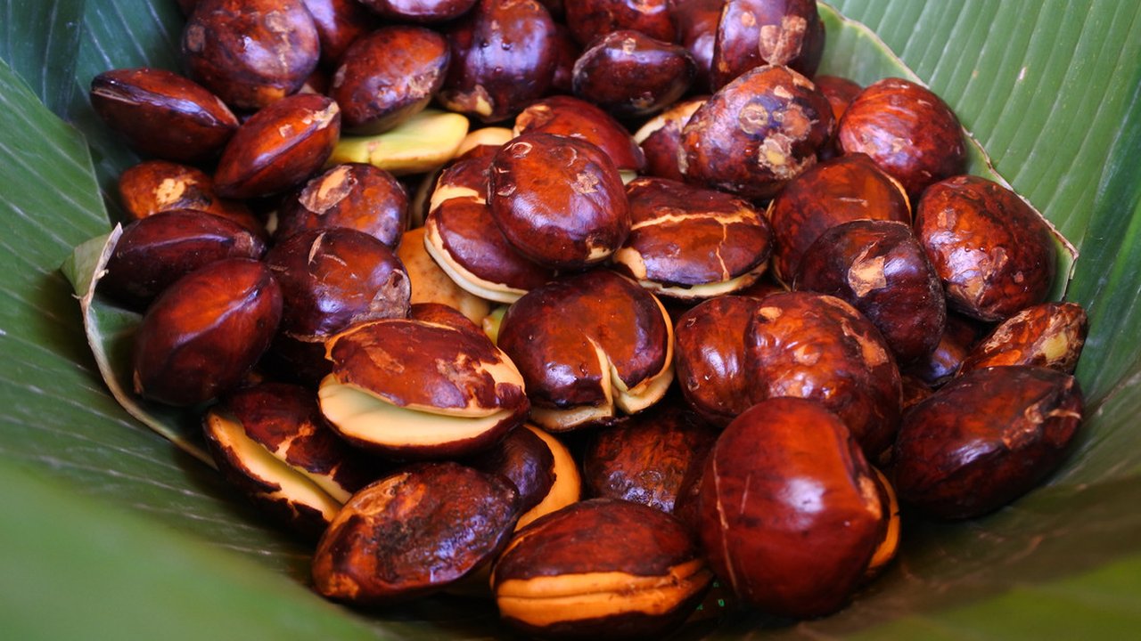 ilustrasi jengkol (sumber: iStockphoto)